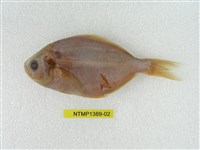 藏品(刺鯧)的圖片